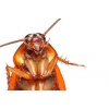 Czym zwalczać karaluchy? Przegląd najskuteczniejszych środków na karaczany stosowanych przez profesjonalistów.