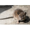 Szczury i myszy - przebiegły przeciwnik. Sposoby na pozbycie się gryzoni.