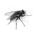 Zwalczanie much i muszek