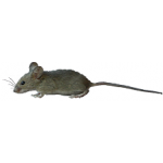Trutka na myszy
